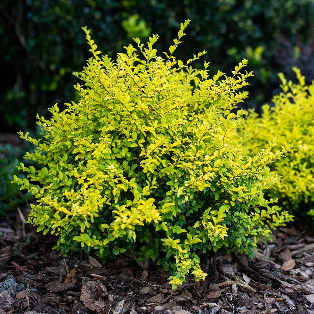 Sunshine Ligustrum in 3 Gal. Grower’S Pot, Beautiful Unique Foliage