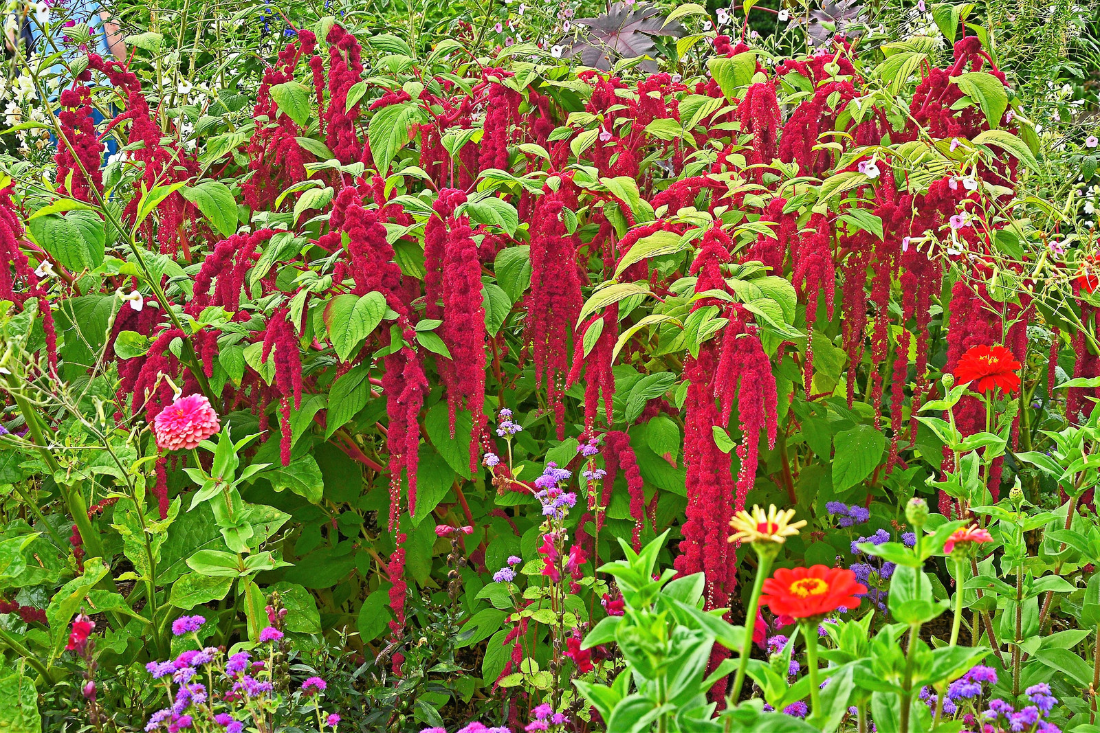 500 LOVE LIES BLEEDING Amaranthus Caudatus ( Kiss Me Over The Garden Gate ) Seed