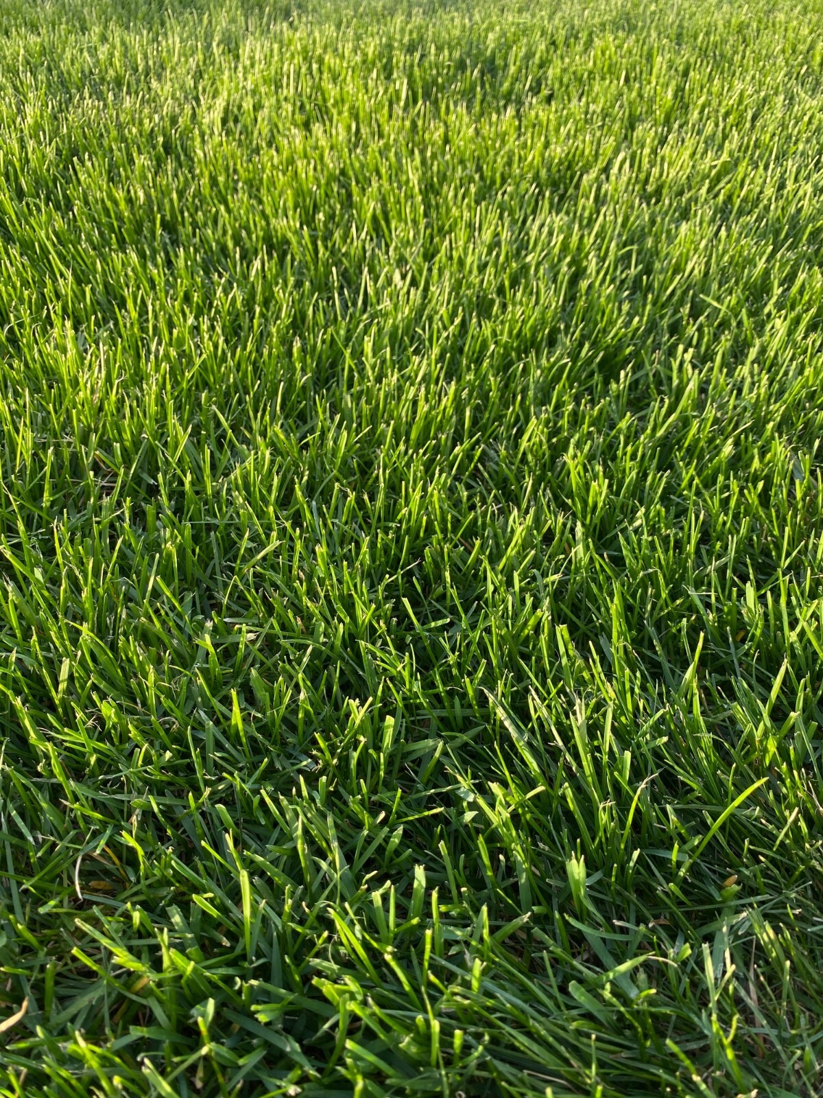 Kentucky Bluegrass Grass Seed – 6 lbs – Direct from Grower – Beautiful Lawn!