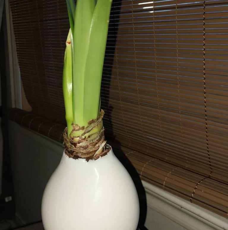 White Waxed Amaryllis Bulb with Stand, No Water Needed, Blooms 4-8 Weeks