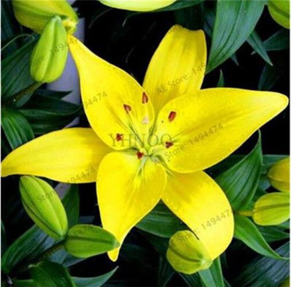 20 EXOTIC rare LILY SEEDS for garden flower perennial plant beds USA SELLER USPS