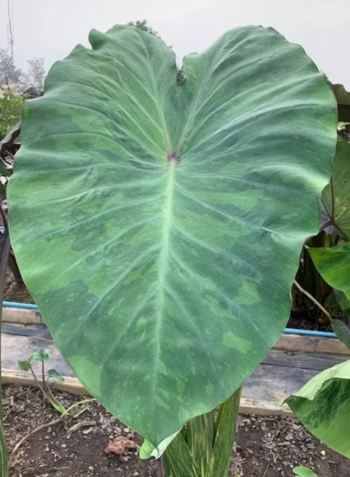 AUTHENTIC Colocasia Chicago Harlequin 1 bulbs