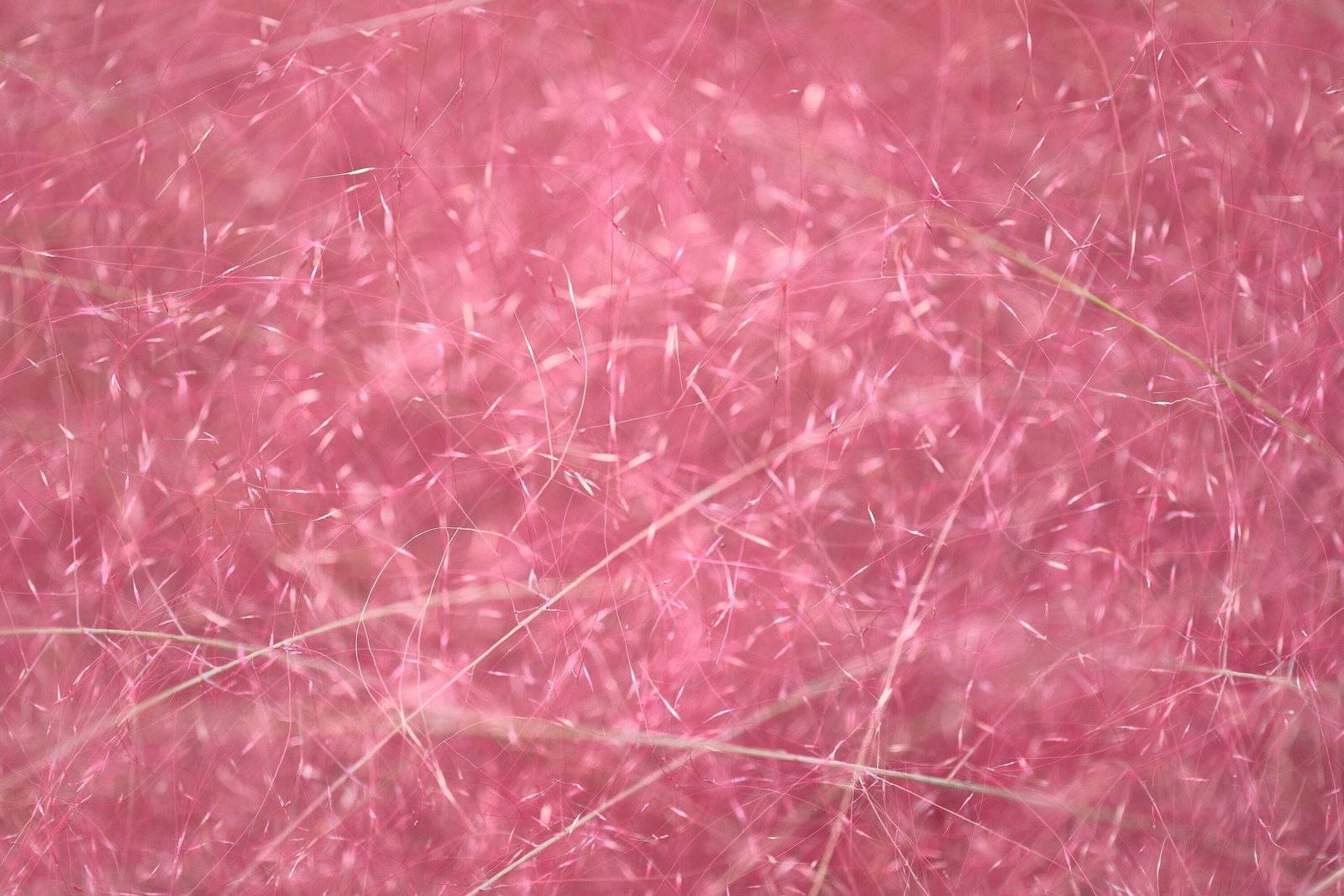 40 PINK MUHLY GRASS Cotton Candy Grass Muhlenbergia Capillaris Native Seeds