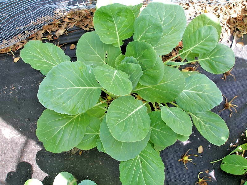 600+VATES COLLARD GREENS Seeds Heat Frost Tolerant Slow Bolt Garden Container