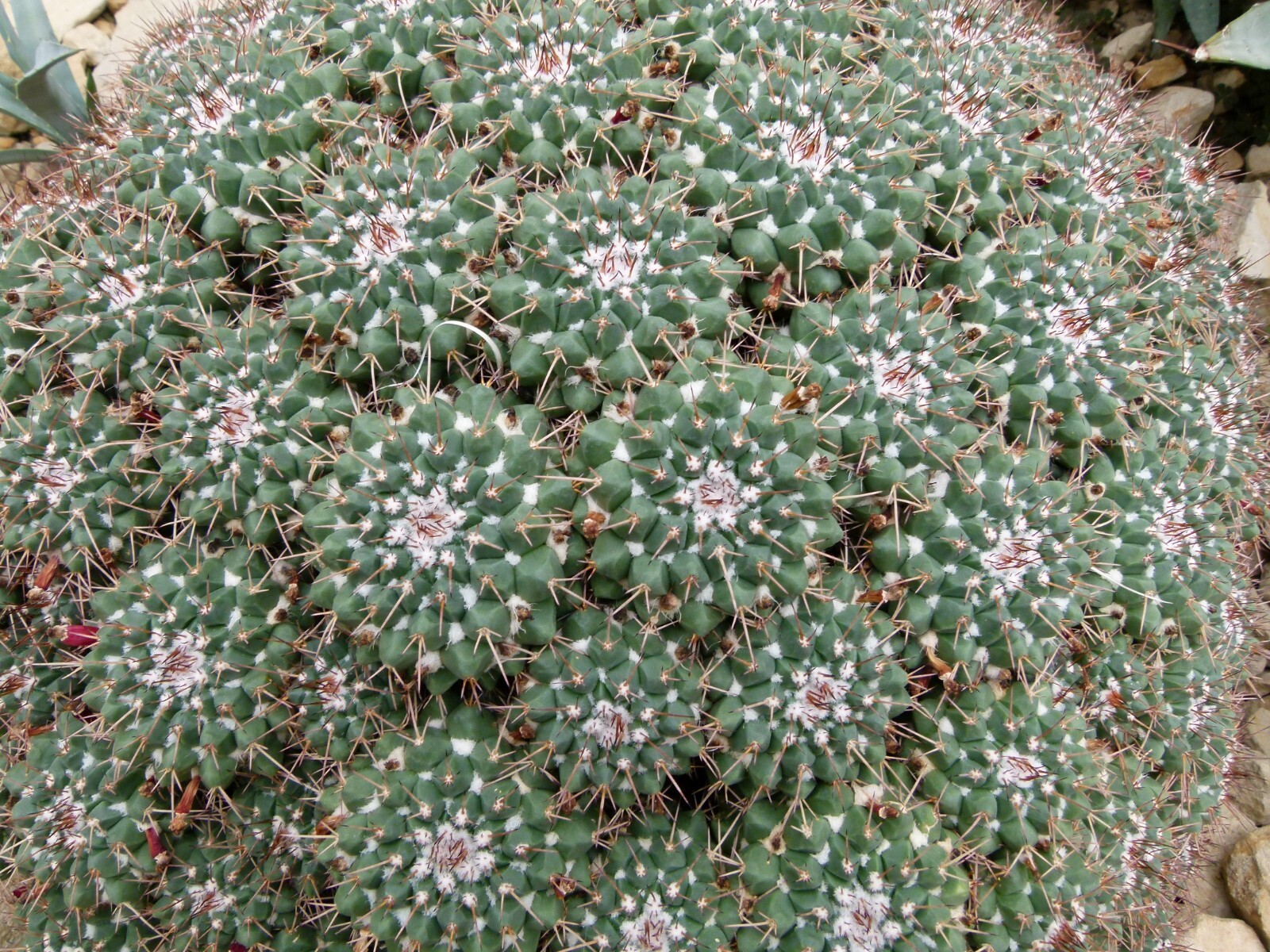 Mammillaria compressa 25 Seeds