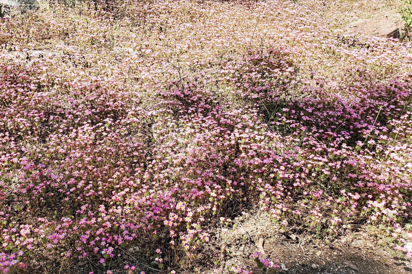 350 RED BABYS BREATH Gypsophila Elegans Baby’s Breath Flower Seeds
