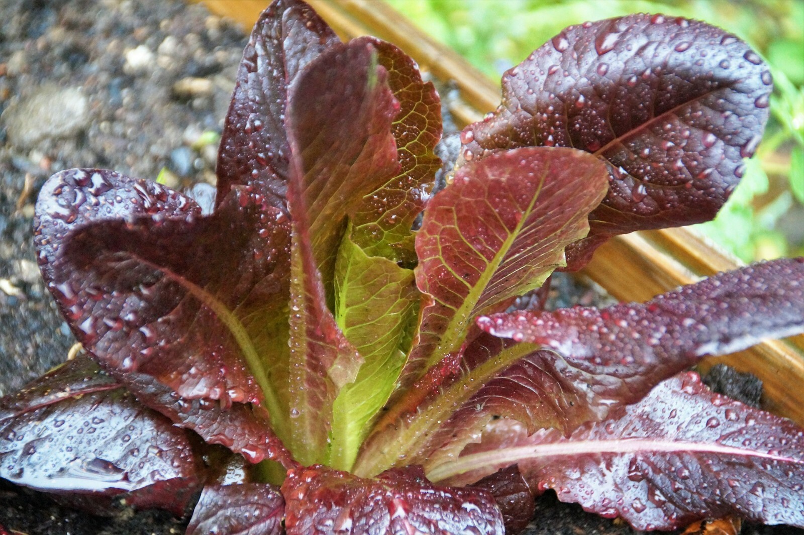 Cimmaron Romaine NON-GMO Heirloom 850+ seeds US Seller Free Shipping!