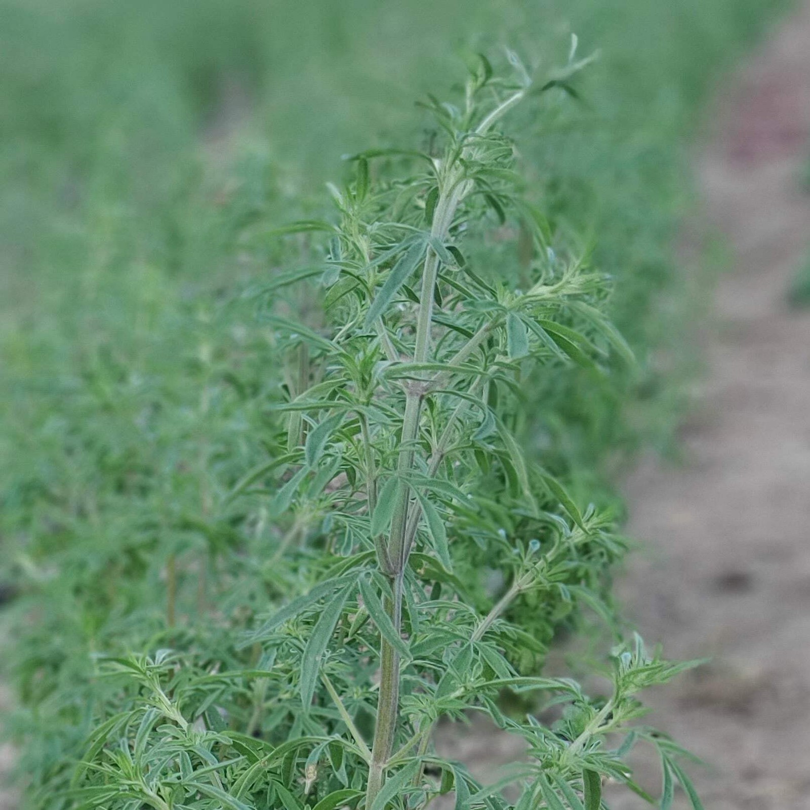Japanese Catnip Seeds , jing jie (Nepeta tenuifolia) ~Traditional Herb Garden