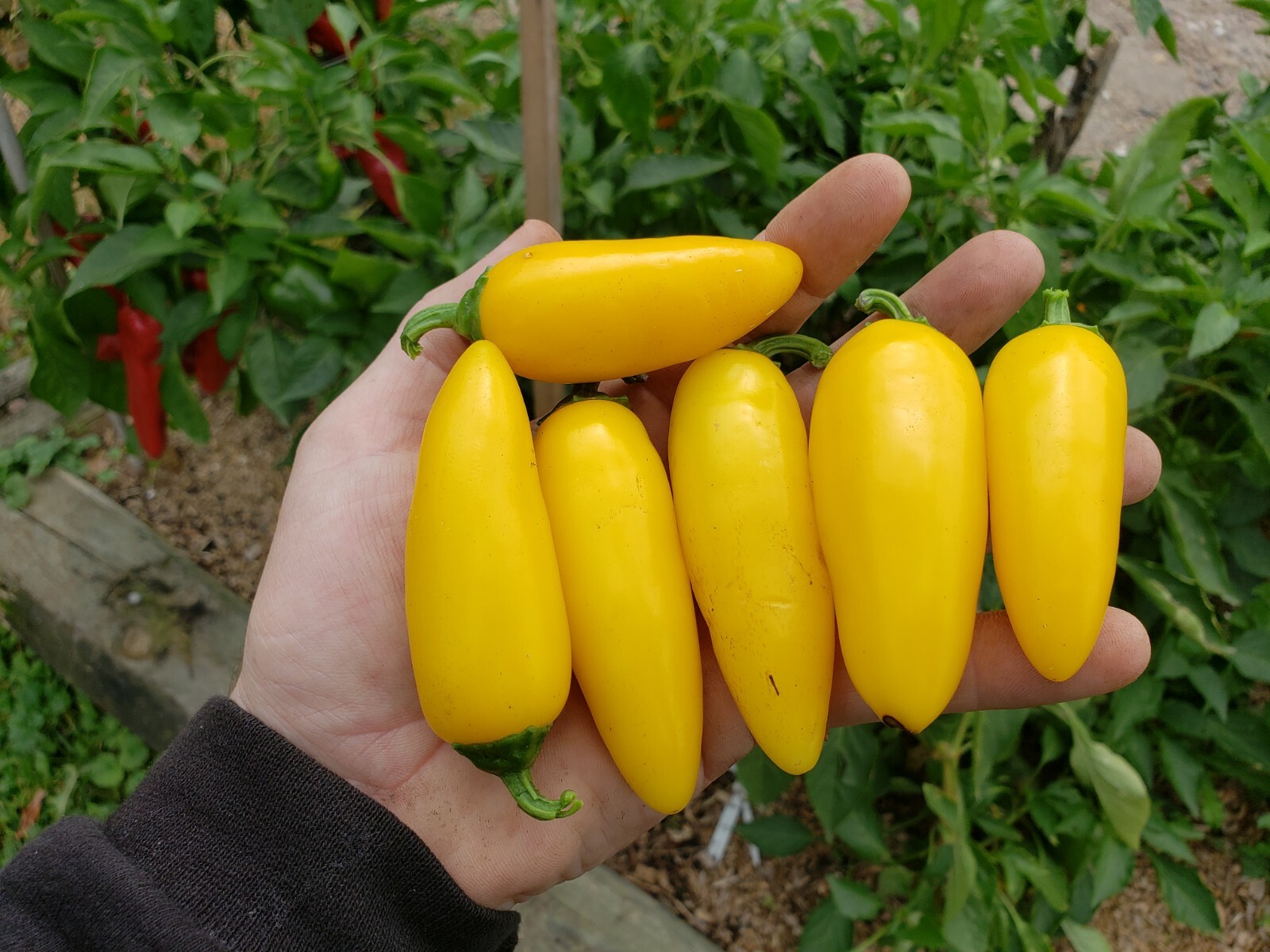 Lemon Spice Jalapeno Hot Pepper Seeds Organic Grown Tropical Flavors -Tracking-