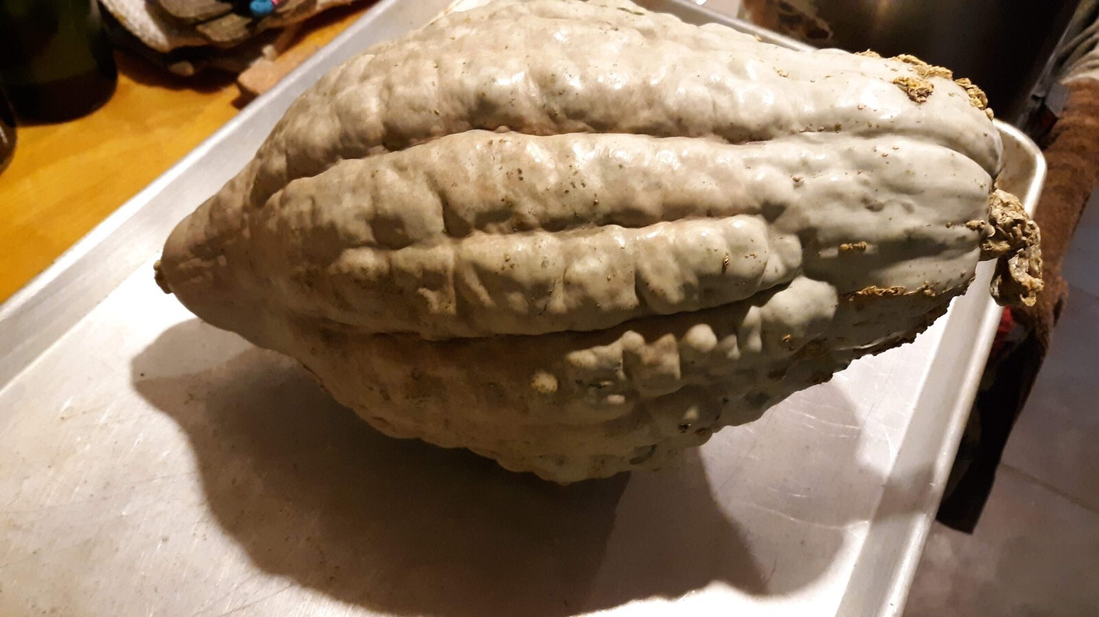 Amish Pie Winter Squash Seeds, NON-GMO, Tennessee Sweet Potato, FREE SHIPPING