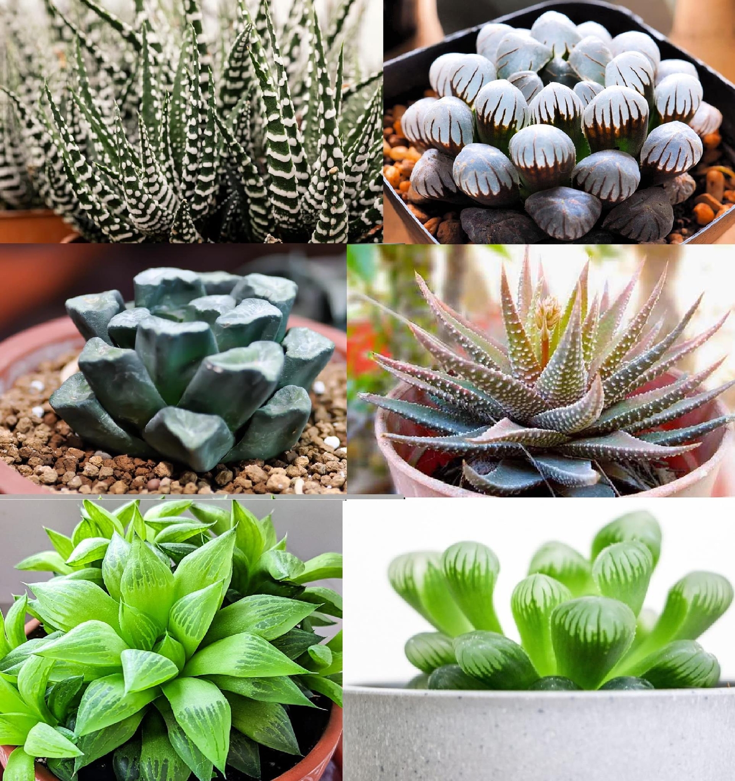 Haworthia Hybrids Succulents Mix (30+ Seeds) – All The Favorites!