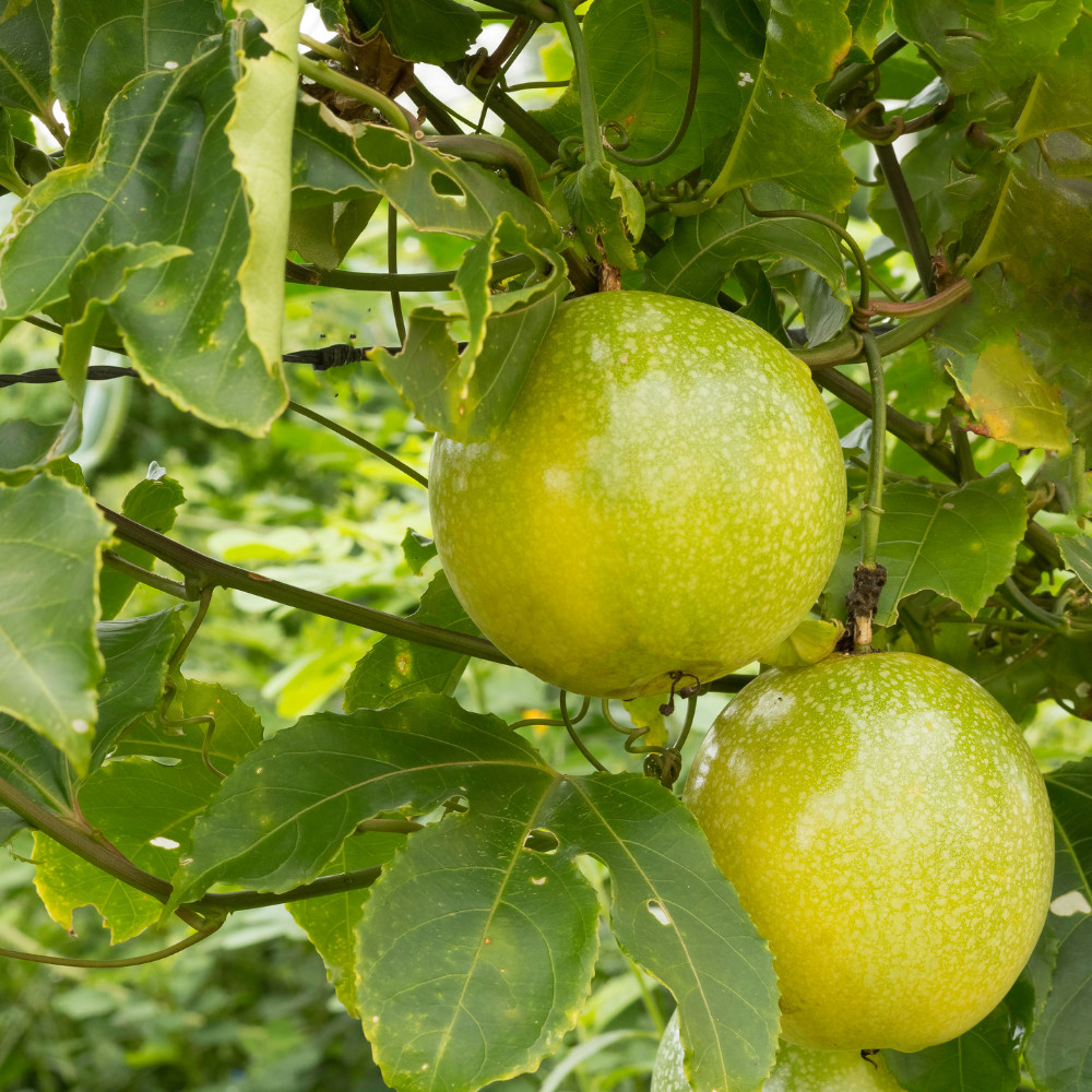 Yellow Passionfruit Live Plant 4-6 Inches Tall Rooted Cold Hardy Vine