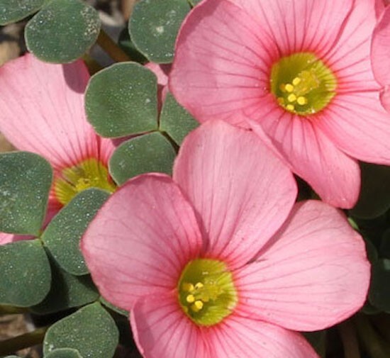 Oxalis convexula 20+ bulbils