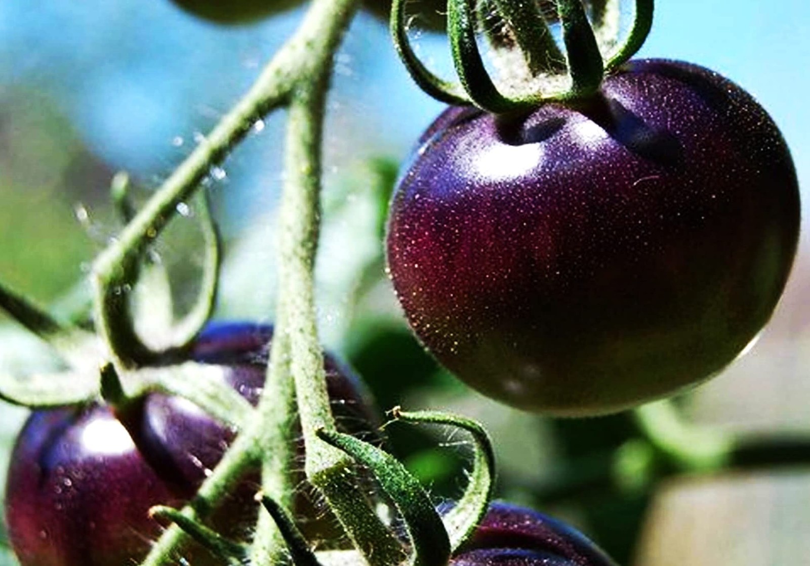 Purple Tomato Seeds 30+ Seeds 6-7oz Indeterminate – 100 Days to Ripen