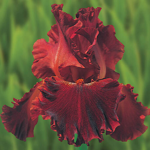 Sun Devil Bicolor Bearded Iris Rhizome, Yellow & Purple Flowering Plant, Root