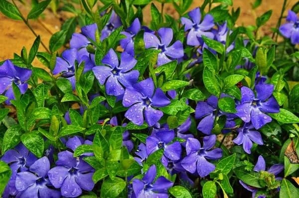 Periwinkle Flower Seeds for Planting – 1000+ Mixed Vinca Colors, Non-GMO