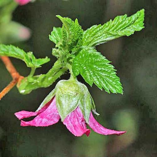 Rubus spectabilis | Salmonberry | 10 Seeds
