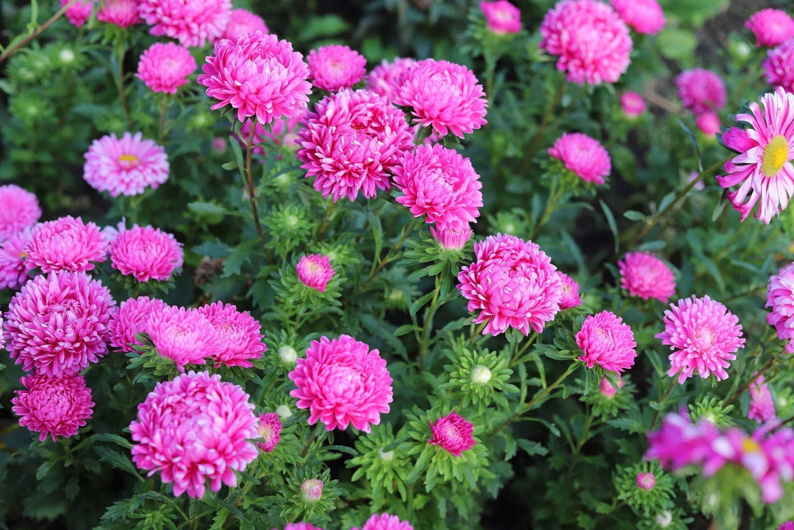 30 DUCHESS PINK PAEONY ASTER French Peony Callistephus Flower Seeds *Comb S/H