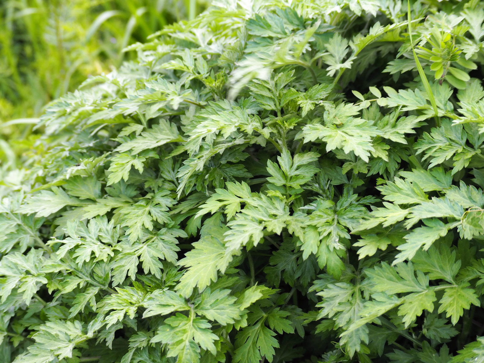 1000 JAPANESE MUGWORT Artemisia Princeps Korean Wormwood Yomagi Herb Flower Seed