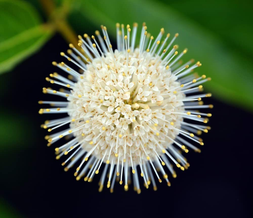 100 Buttonbush Seeds for Planting Cephalanthus occidentalis