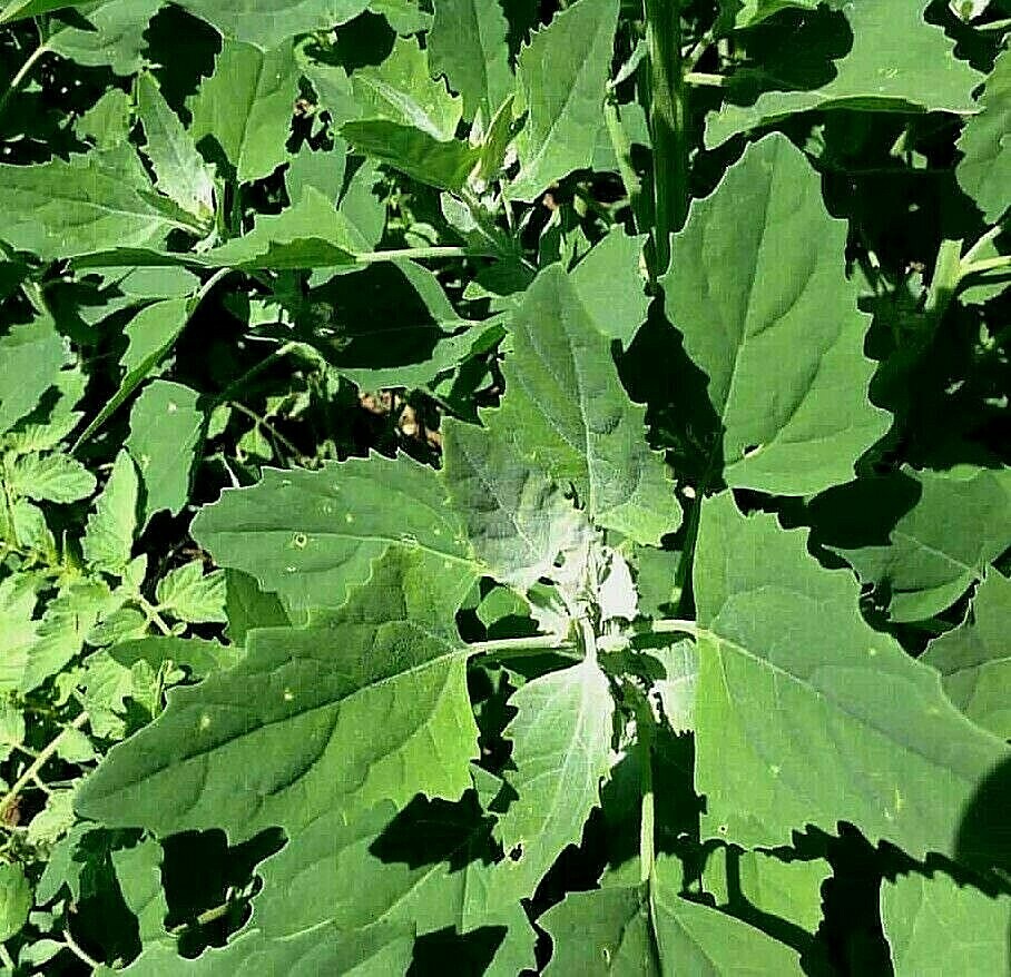 100 Semillas quelite cenizo ,nexuaquilit chenopodium album