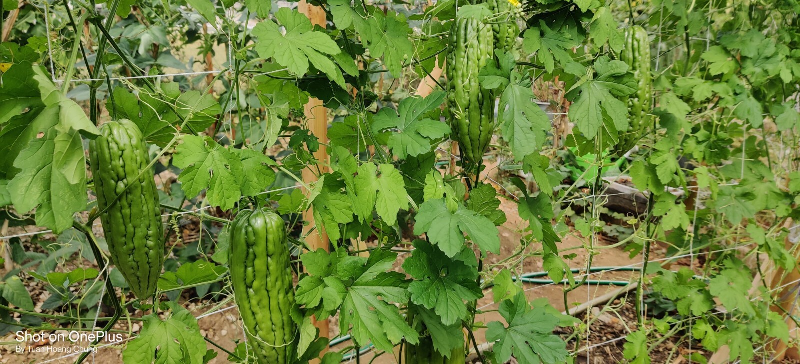10 Bitter melon Seeds / khổ qua