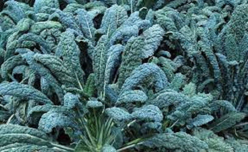 Premium Lacinato Kale – Fresh Organic Heirloom Seeds – AKA Dinosaur Kale, Tuscan
