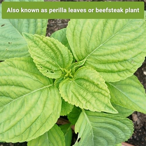 – Shiso Seed Collection for Planting – Includes Green & Purple – Non-GMO