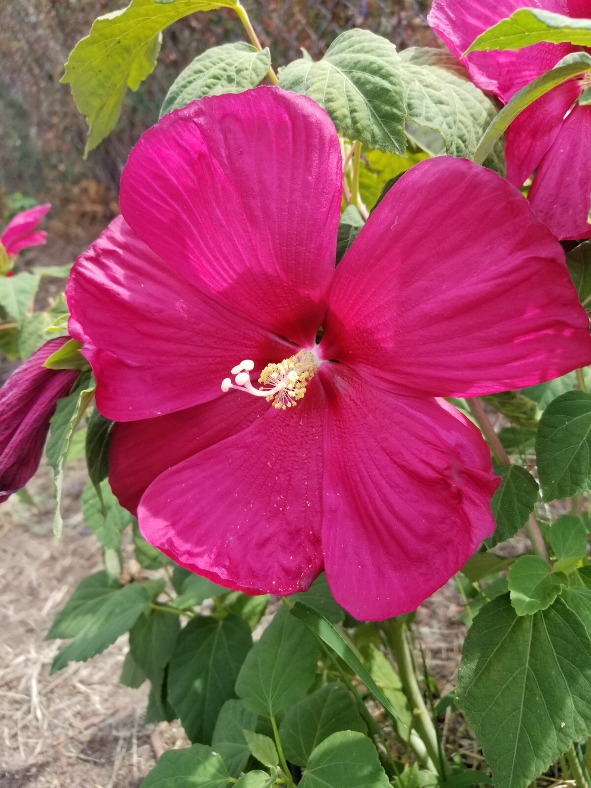 Luna Red Hardy Hibiscus PRE-STRATIFIED 25 Seeds Free Shipping.
