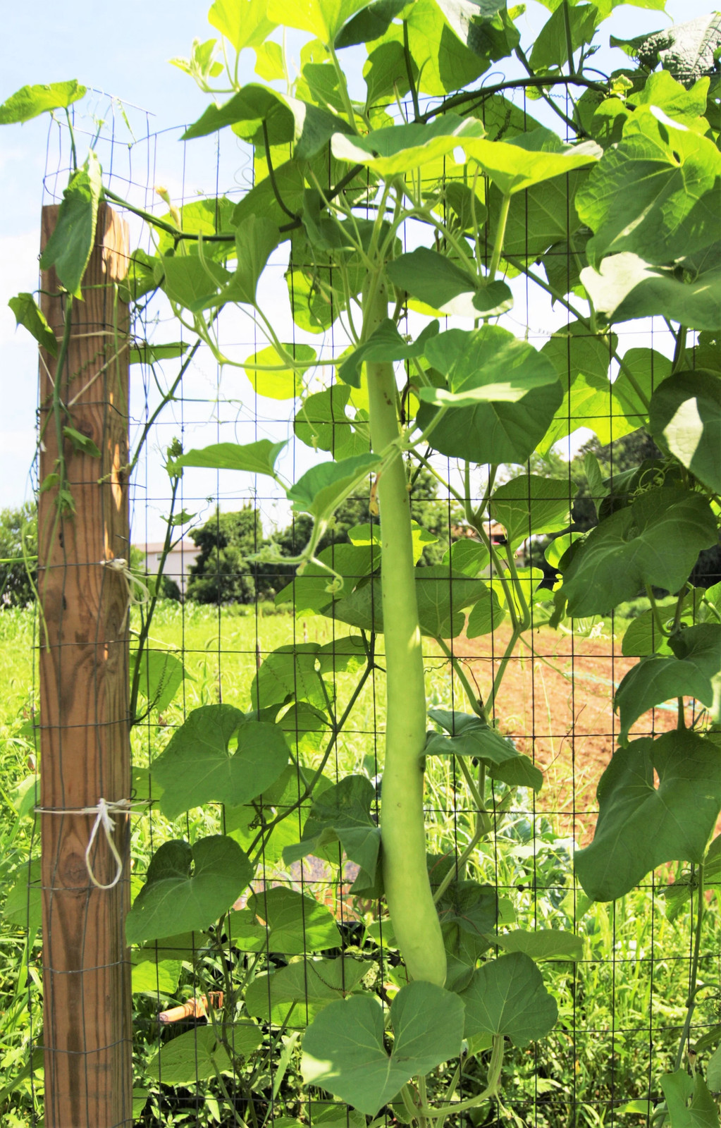 Cucuzza Squash Seeds | Cucuzzi Snake Gourd Tromboncino Opo Long Bottle Seed 2024