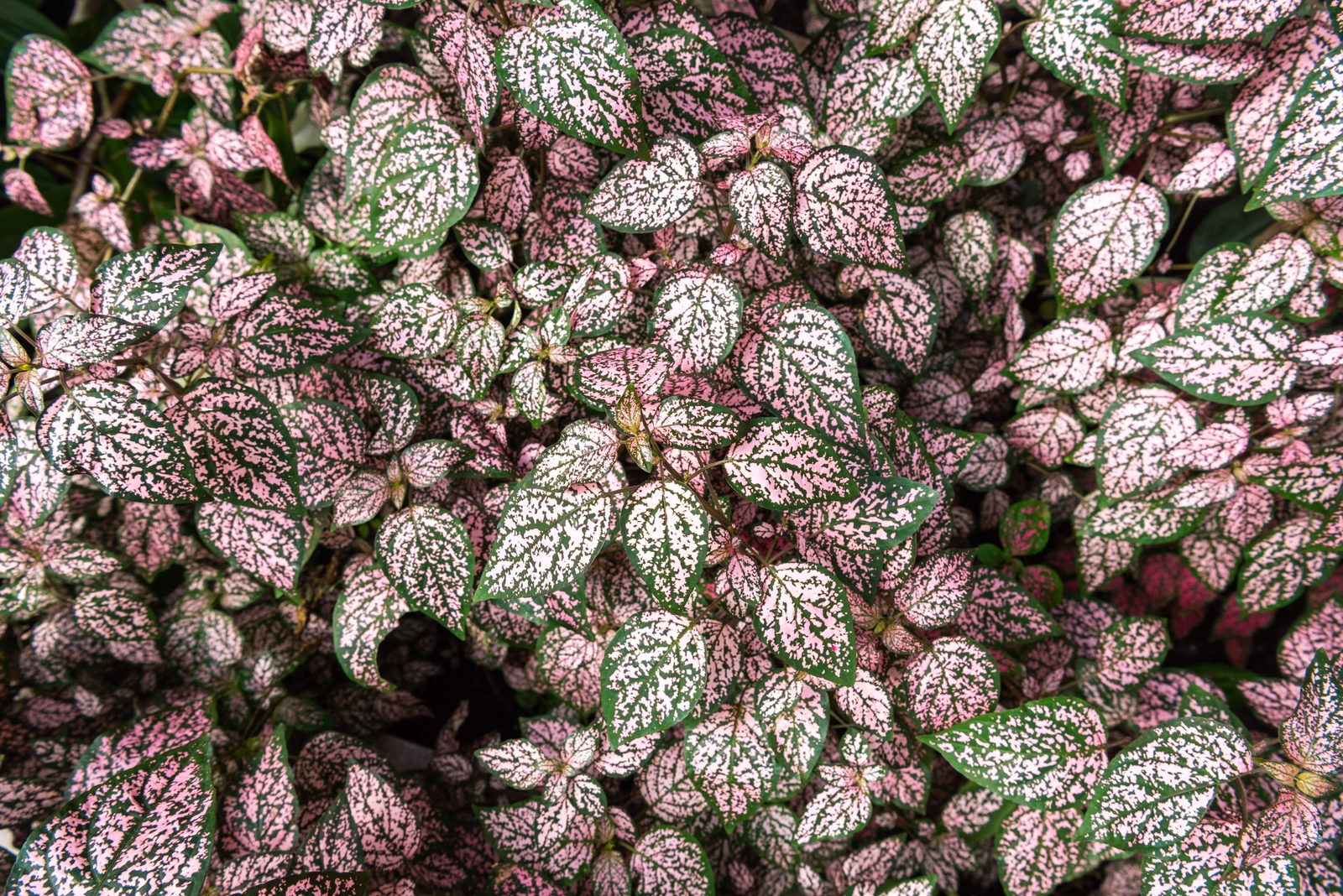 10 Dwarf PINK POLKA DOT PLANT Splash Select Hypoestes Phyllostachya Flower Seeds