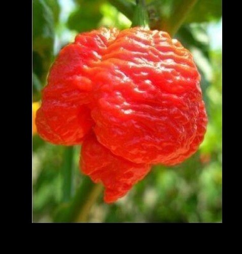 Super Hot Pepper Seeds Rare variety list Carolina Reaper Ghost Trinidad Chili
