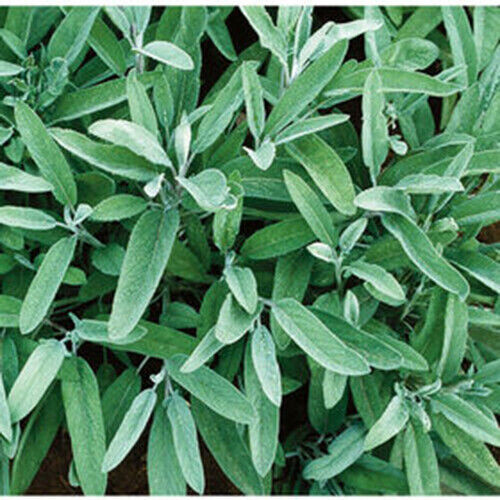SCARBOROUGH SEEDS SAGE 100 SEEDS Evergreen Blue Flowers Herbal Deer Resistant