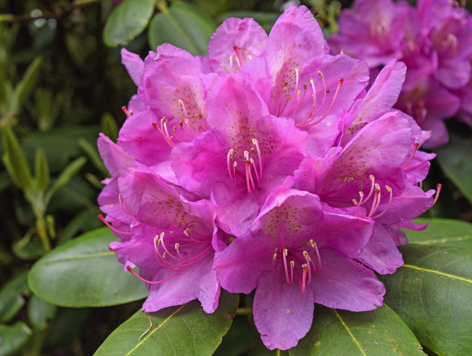50 Rosebay RHODODENDRON Maximum White Pink Laurel Bush Shrub Flower Seeds