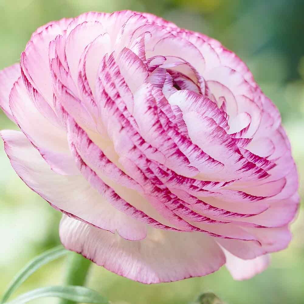 Ranunculus Flower Bulbs 16 Pink Picotee Corms Peony Rose Garden Wedding Bouquet