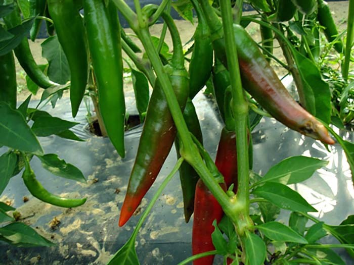 Guajillo Chili Pepper Seeds, NON-GMO, Mexican Cuisine, Chile, FREE SHIPPING