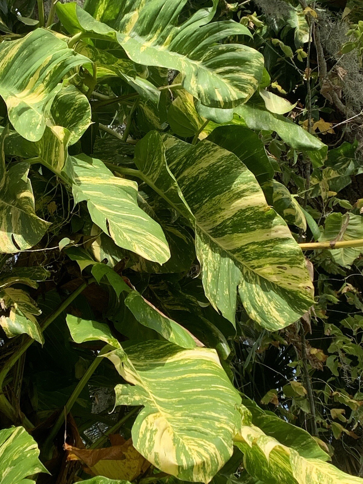 Variegated Giant Golden Pothos, well rooted plant shipped in container with soil