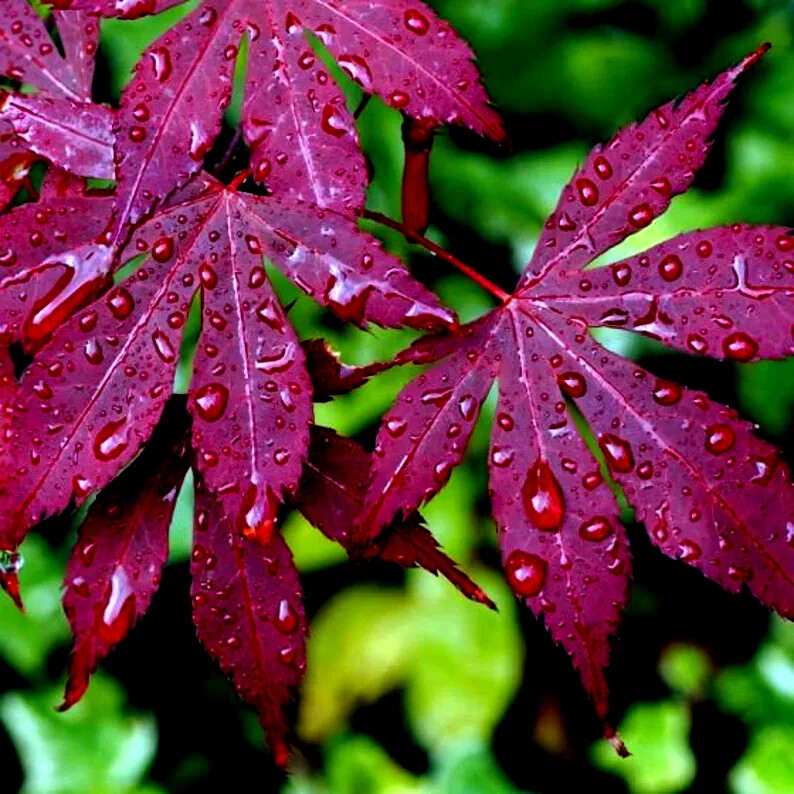 “BLOODGOOD” Red Japanese Maple Tree Seeds (Palmatum atropurpureum) Hardy Bonsai