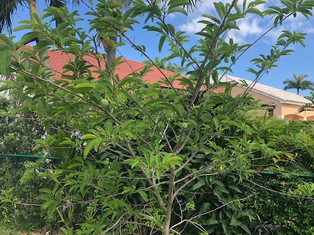 Sugar apple (Annona squamosa) 20 fresh seeds