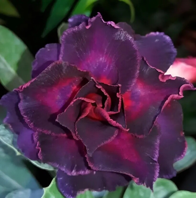 4 DBL DK Purple Desert Rose Seeds Adenium Obesum Flower Perennial Seed US SELLER