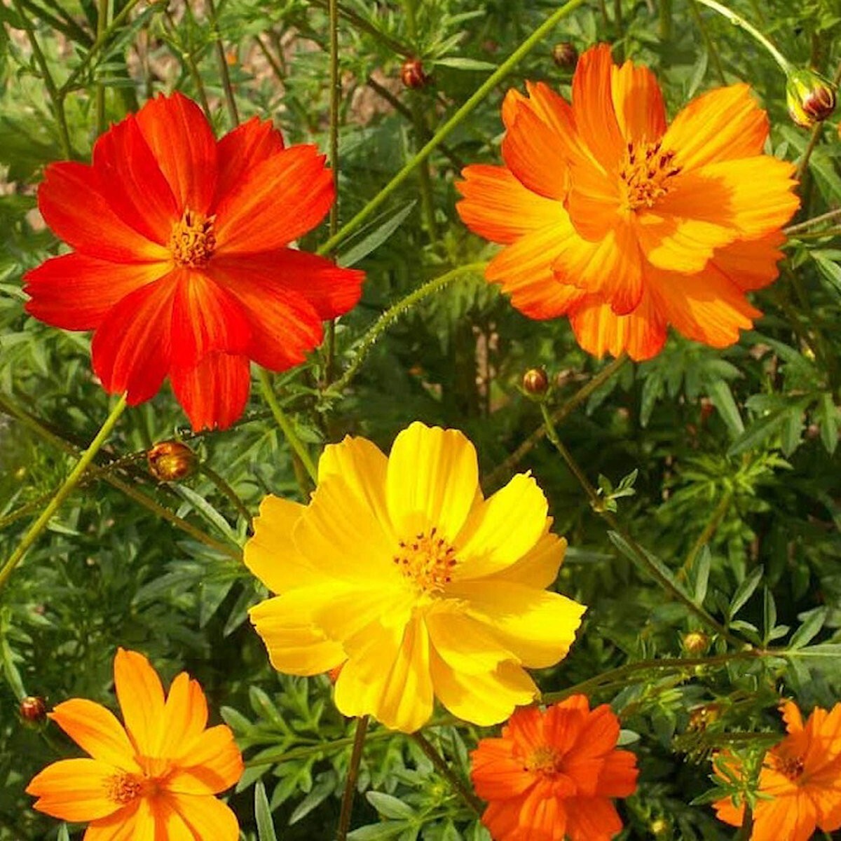 1 Lb Bright Lights Mixed Sulphur Cosmos Wildflower Seeds – Everwilde Farms Mylar