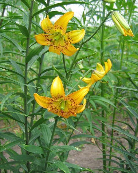 Lilium amabile var. luteum | 10 Seeds