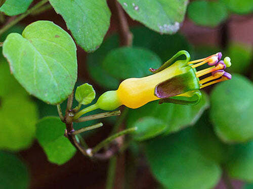 Fuchsia procumbens | Creeping, Climbing or Trailing Fuchsia | 5 Seeds