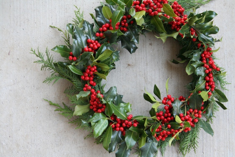 English Holly, Ilex aquifolium, Tree Seeds