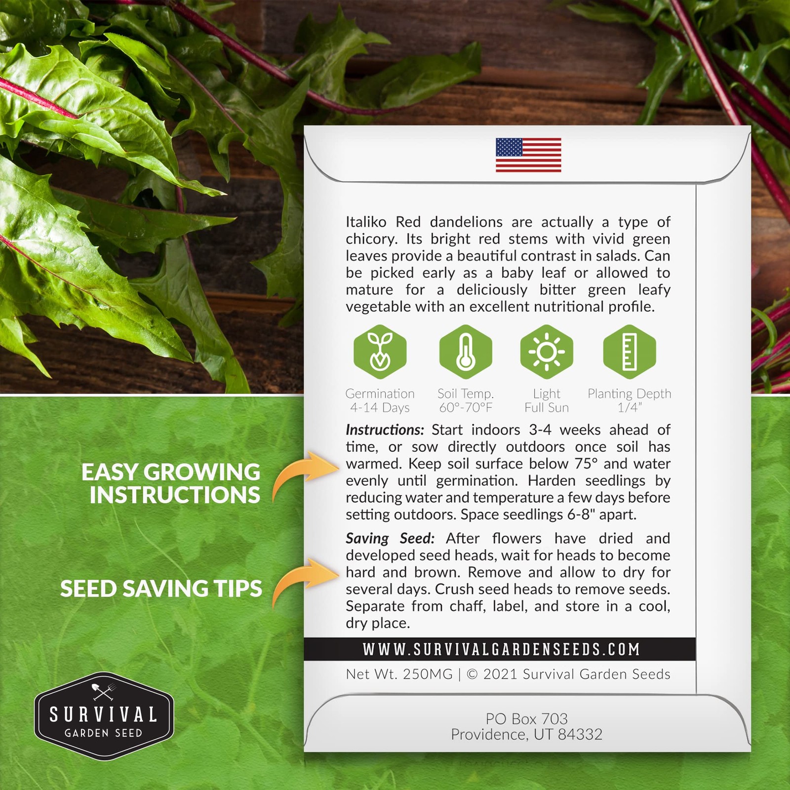 Red Chicory Seeds For Planting Heirloom Italian Greens Burgundy Stems 1 Pack