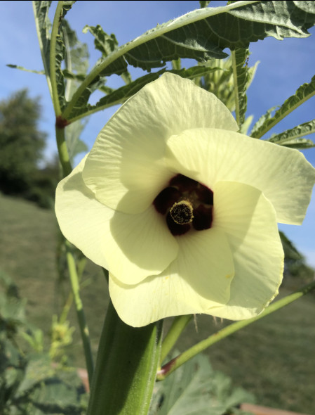 Okra HEAVY HITTER + RED BURGUNDYHeirloom 2 Pack High Yield Garden Combo 60 Seeds