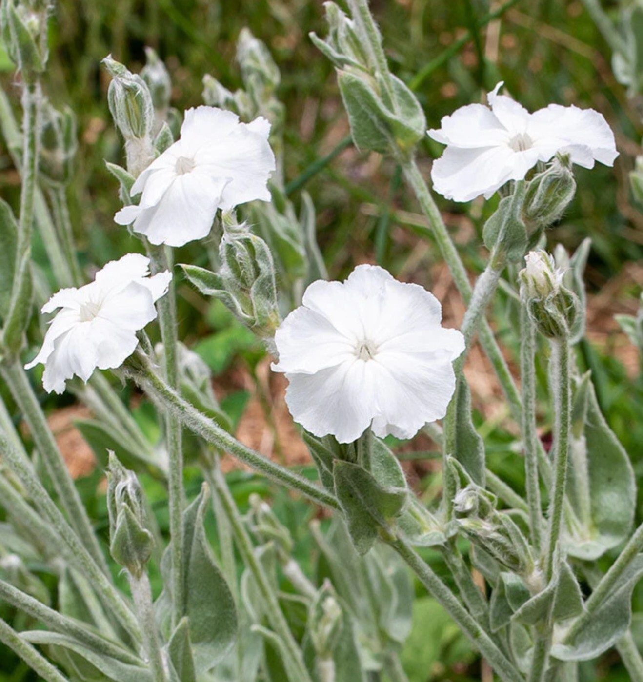 Heirloom White Rose Campion, 200 Seeds