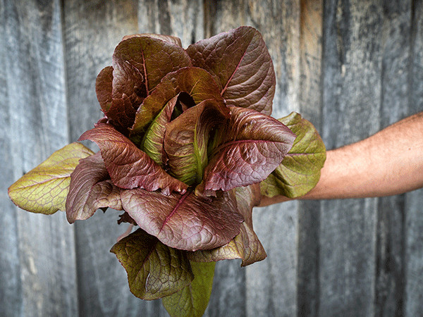 1000 ROUGE D’HIVER LETTUCE SEEDS ~ heirloomseedguy ~ 2026 ~ NON-GMO