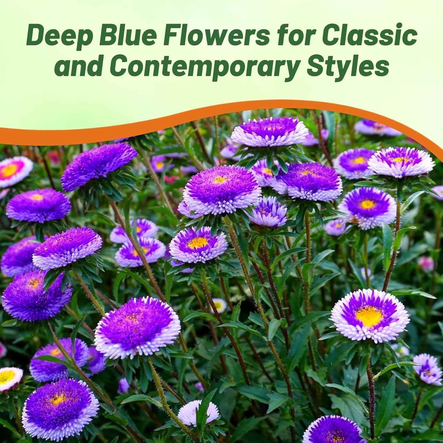 2000 Seeds Aster Seeds – Aster Callistephus Tall Pompon Blue Moon Flower Seed