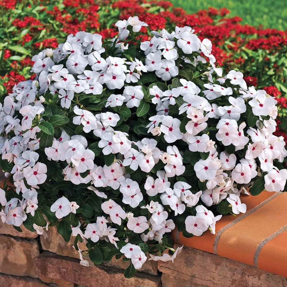 25 Seeds Drought Tolerant Polka Dot Vinca Spreading Ground Cover Flower Plant
